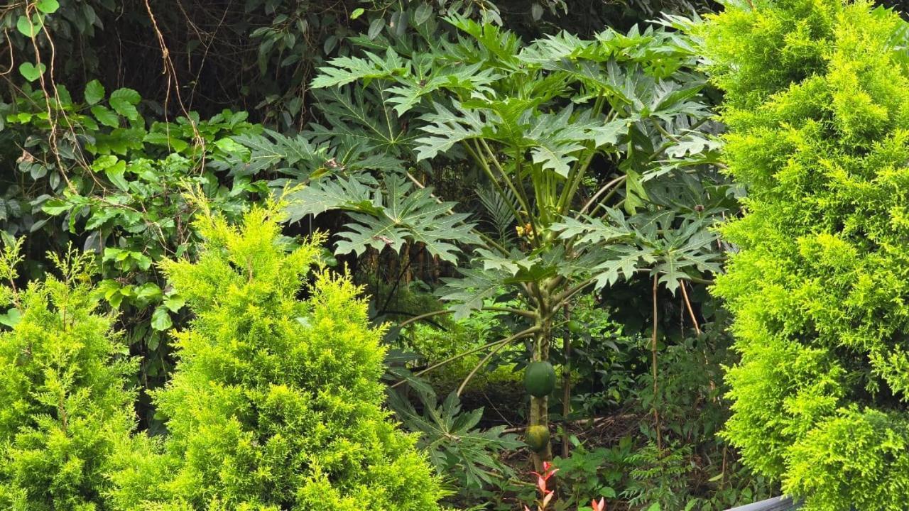 Green Aura Hotel Sultan Bathery Bagian luar foto